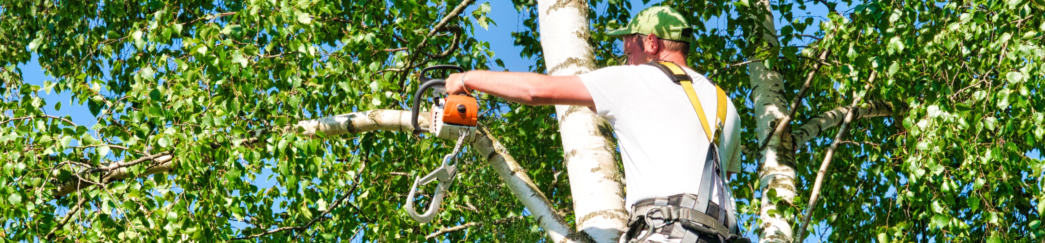 Tree Removal Services